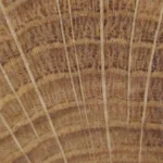 maderas frondosas testa de roble