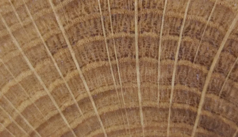 maderas frondosas testa de roble